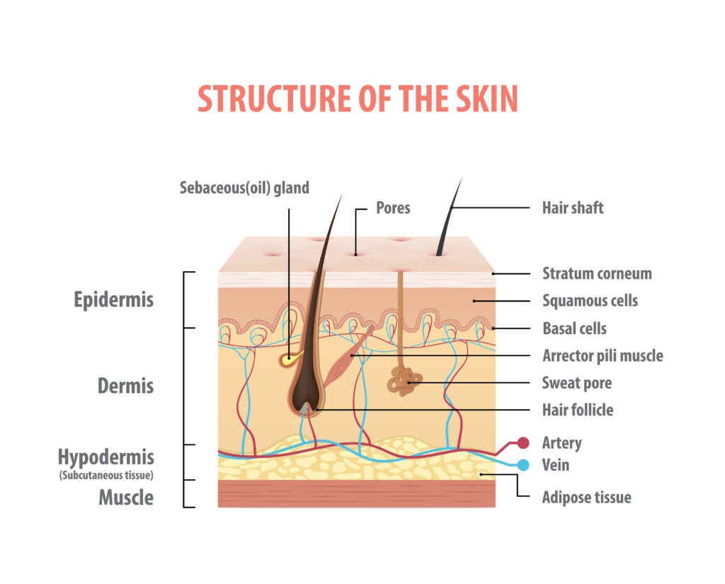 Skin Functions Layers Diagram Detailed 1024x825 